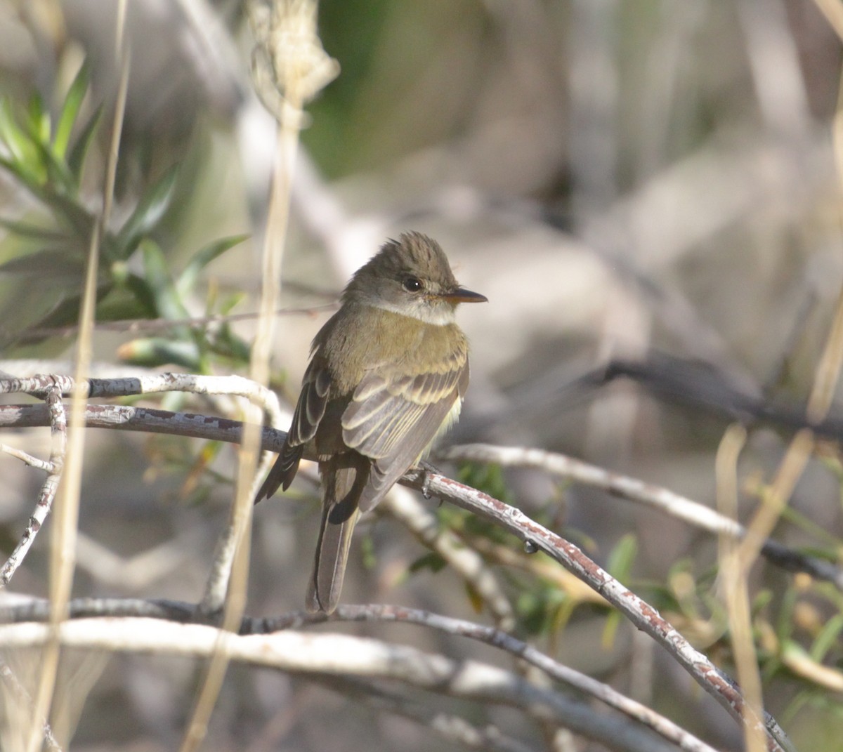 Willow Flycatcher - ML463949751