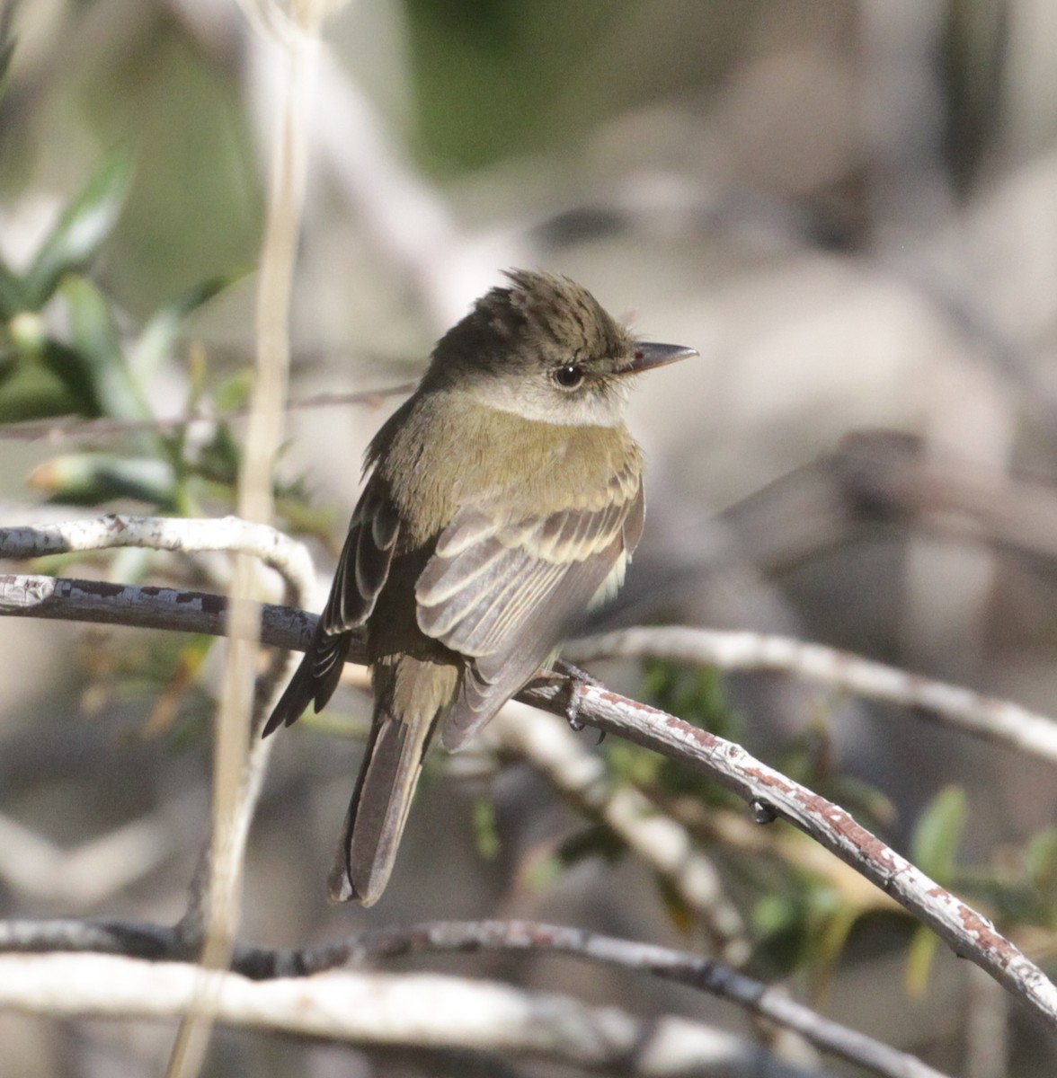 Willow Flycatcher - ML463949761