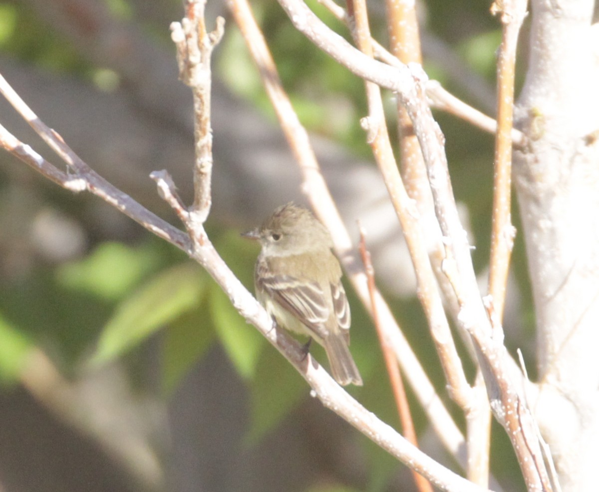 Willow Flycatcher - ML463949771