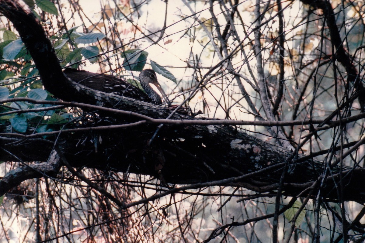 Limpkin - Mark W11 Kulstad