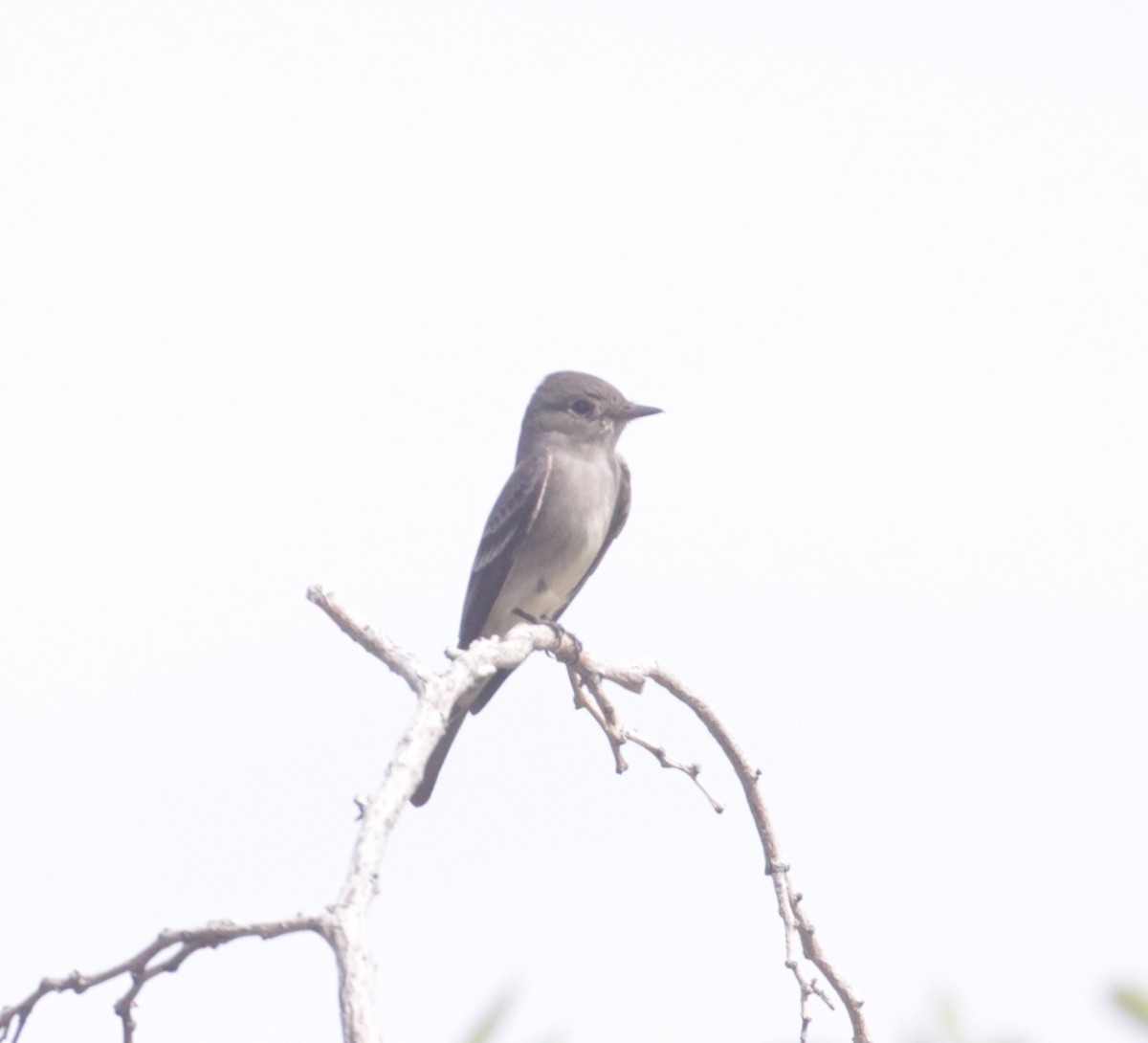 Western Wood-Pewee - ML463950871