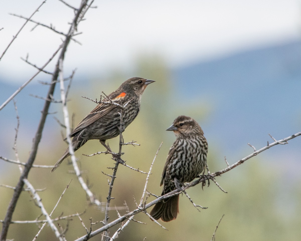 Red-winged Blackbird - ML463950911