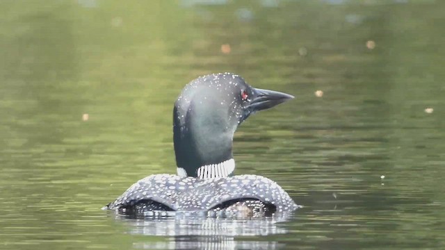 Common Loon - ML463952491