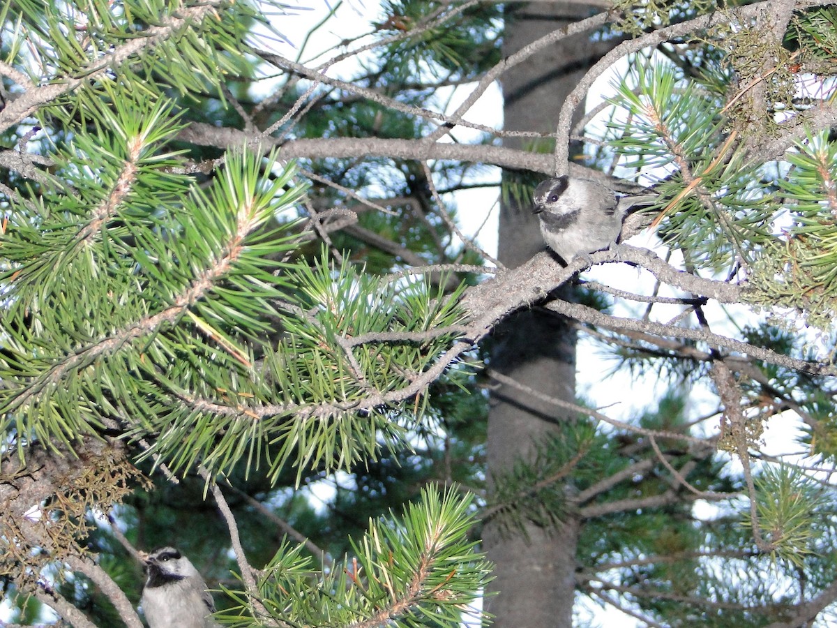 Mountain Chickadee - ML46395251