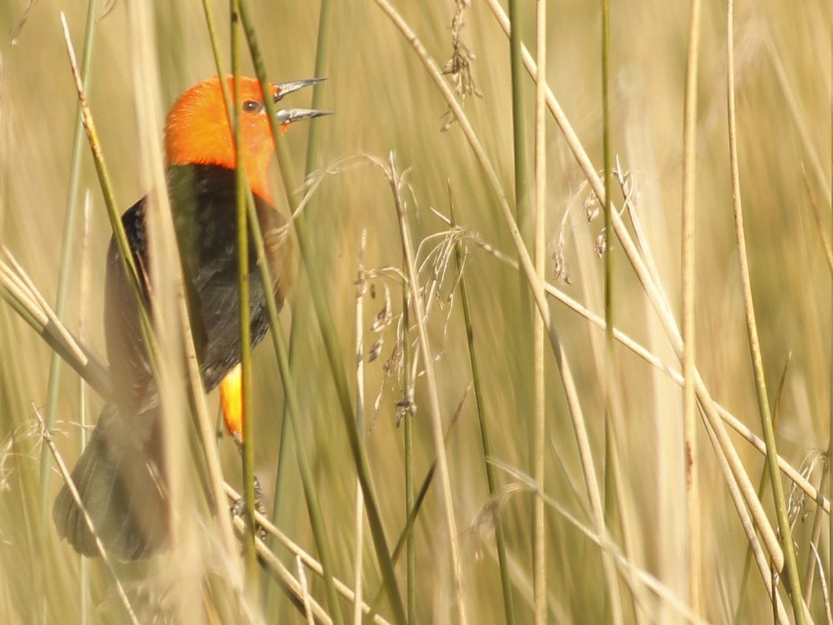 Scarlet-headed Blackbird - ML463953221