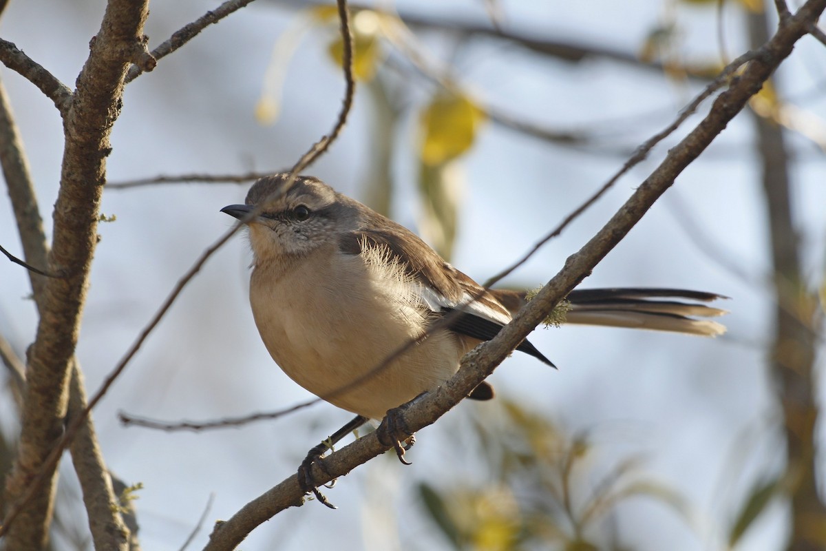 White-banded Mockingbird - ML463953311