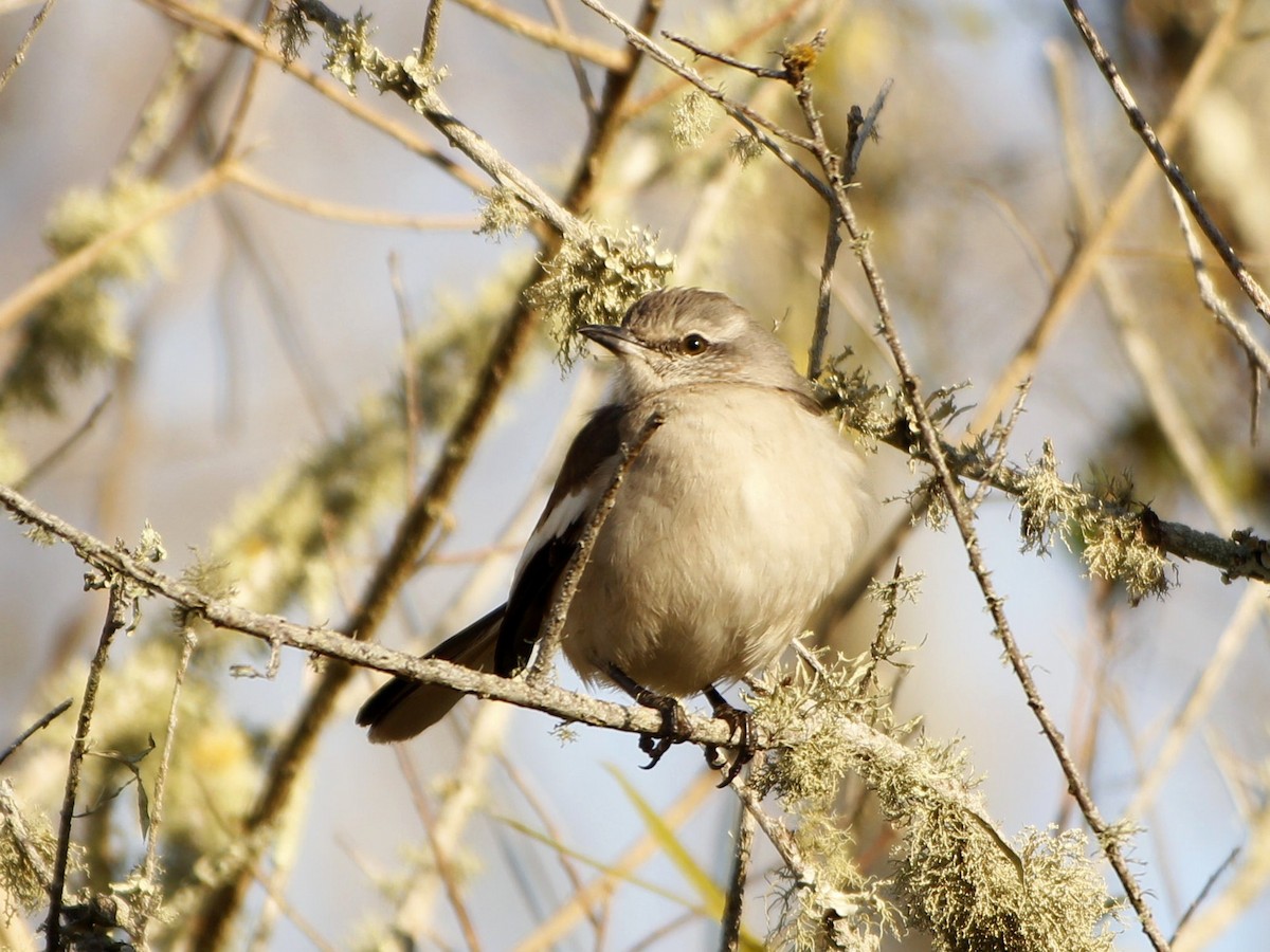 White-banded Mockingbird - ML463953321