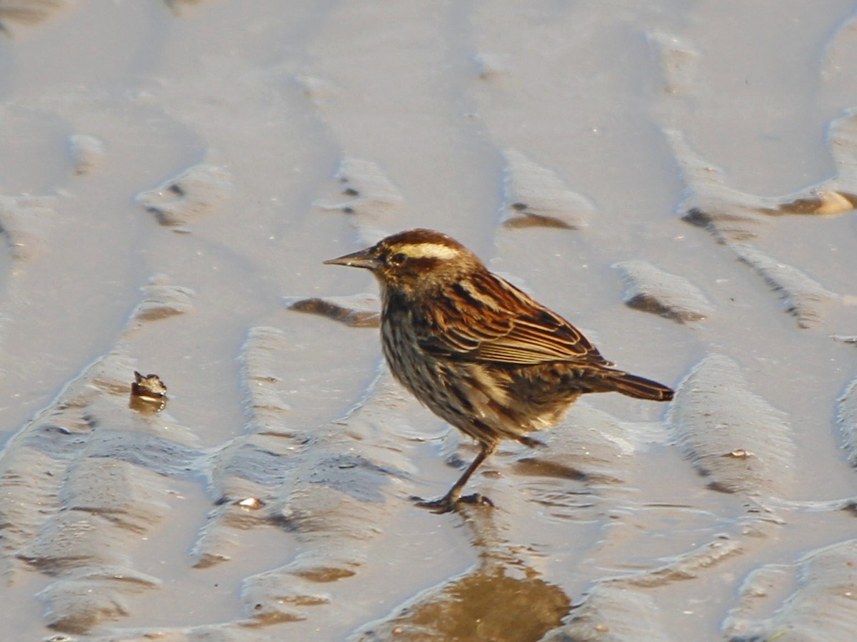 Yellow-winged Blackbird - ML463953391