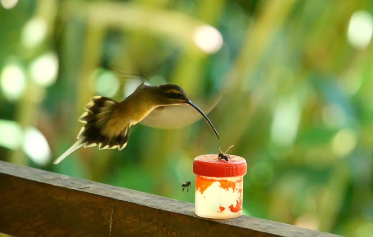 Koepckeschattenkolibri - ML463953951