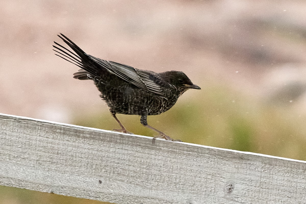 Ring Ouzel - Tomáš Grim