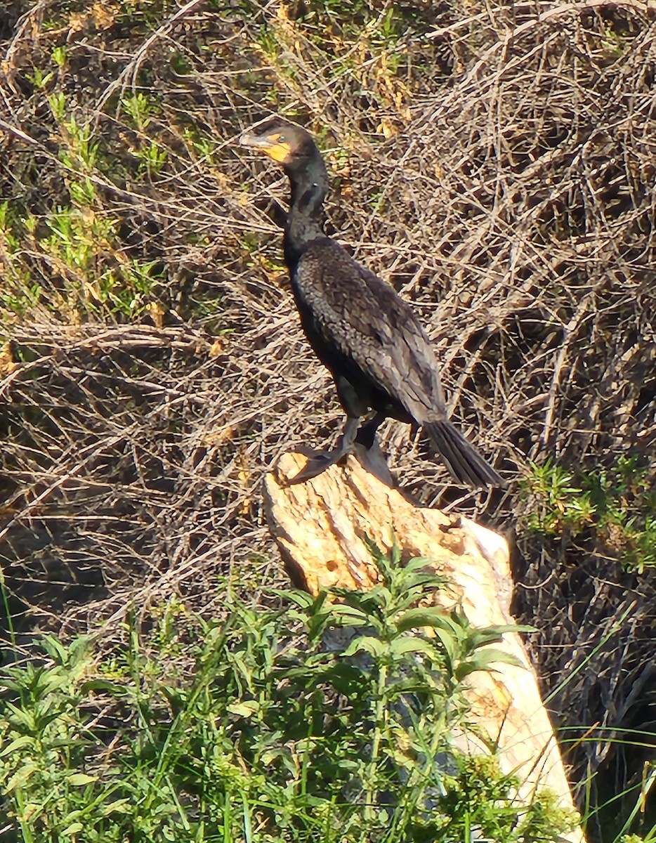 Double-crested Cormorant - Sarron Itliong