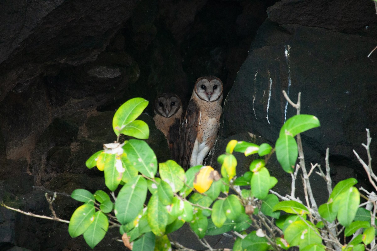 Sulawesi Masked-Owl - Susan Myers