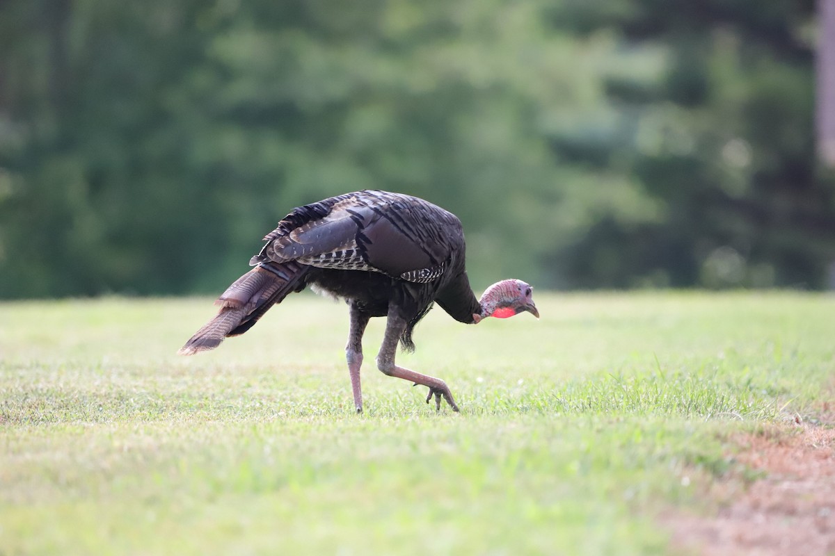 Wild Turkey - ML463956351