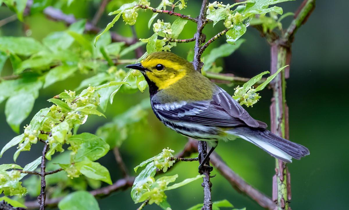 Grünmantel-Waldsänger - ML463956361