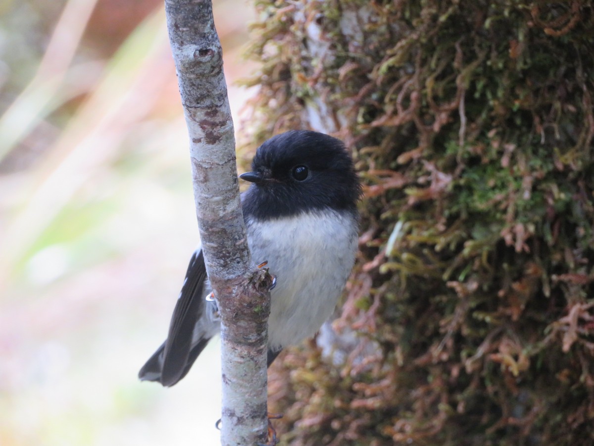 Tomtit - ML46395681