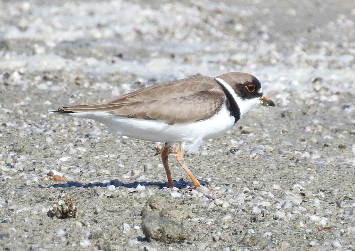 Semipalmated Plover - ML463957211