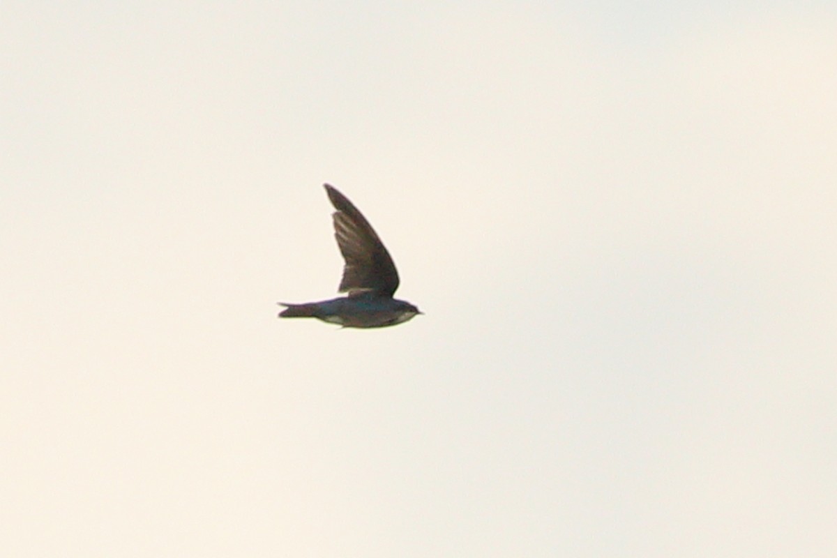 Golondrina Bicolor - ML463959391