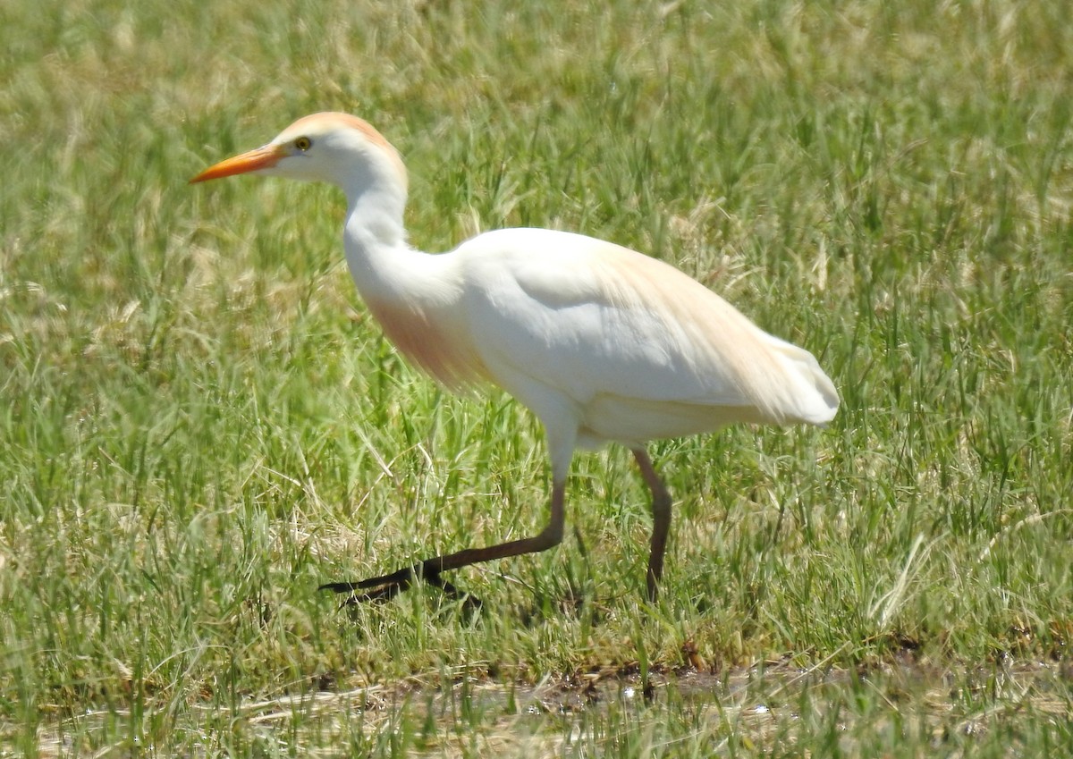 Western Cattle Egret - ML463959471