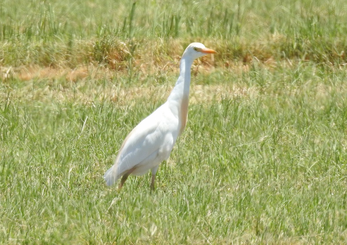 Western Cattle Egret - ML463959491