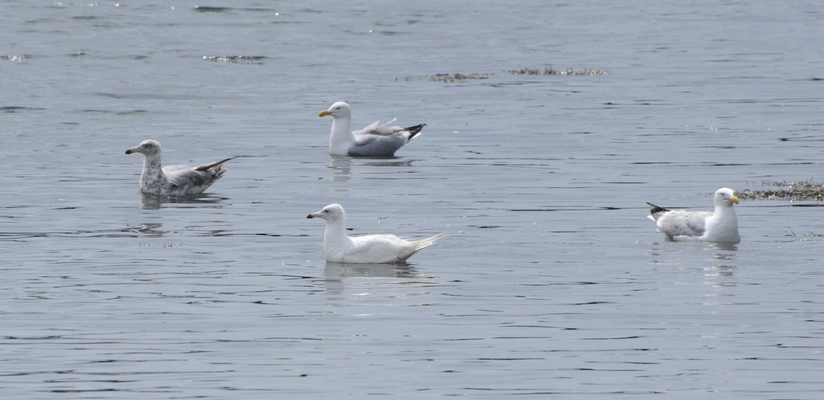 Glaucous Gull - ML463960081