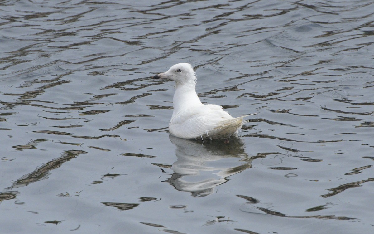 Glaucous Gull - ML463960091