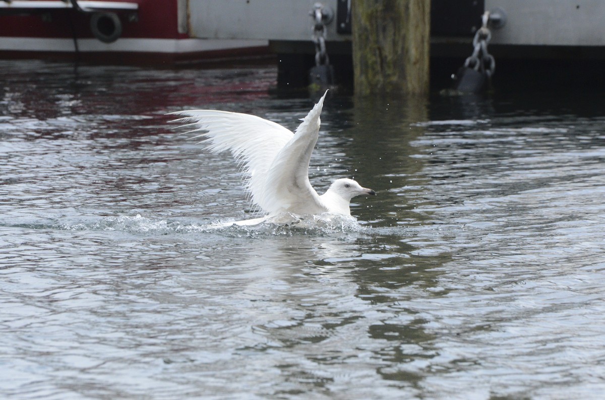 Glaucous Gull - Chris Bartlett