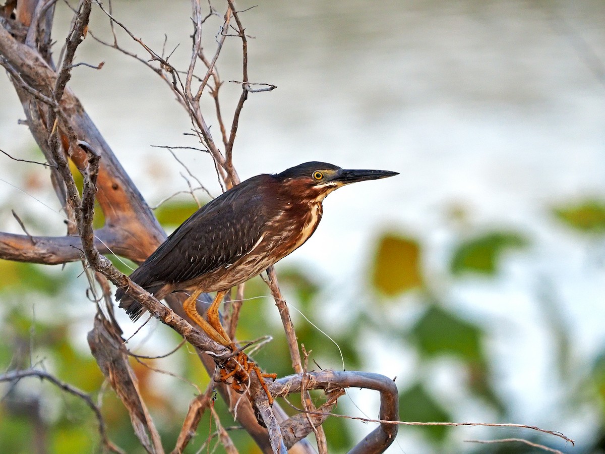 Green Heron - ML463961211