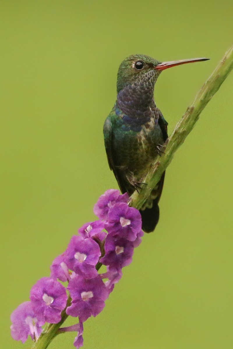 Sapphire-spangled Emerald - Frank Thierfelder