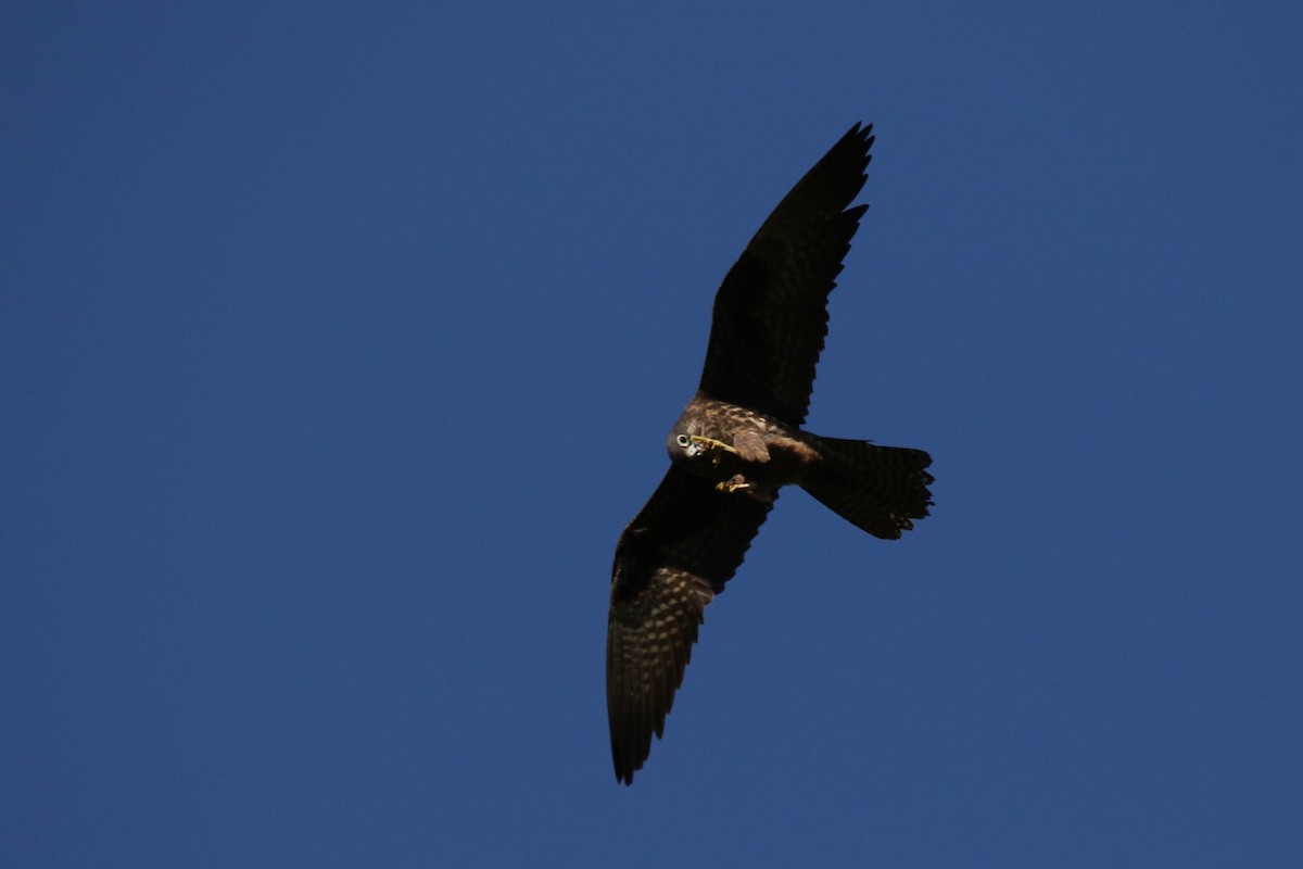 Eleonora's Falcon - ML463964101