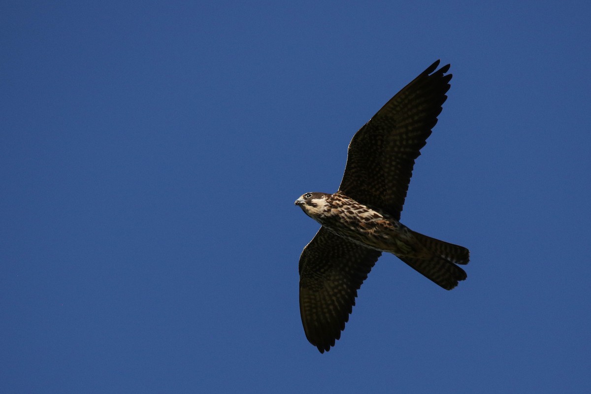 Eleonora's Falcon - Amit Goldstein