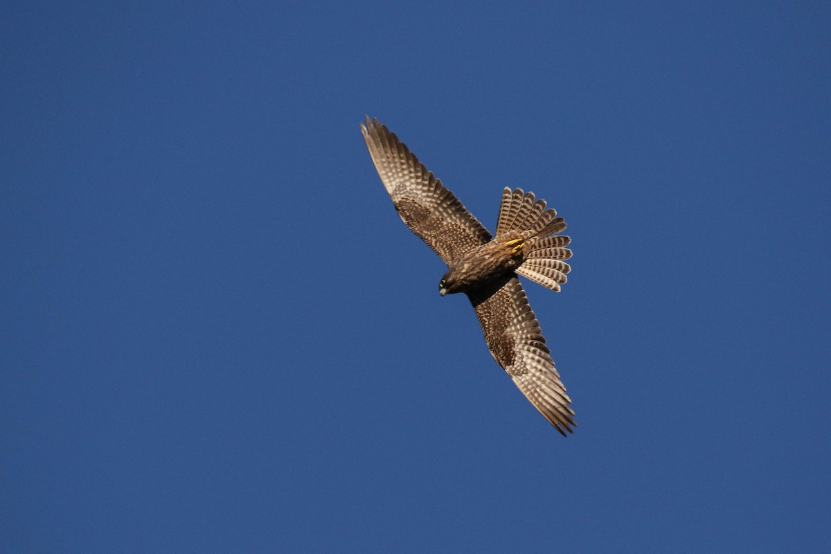 Eleonora's Falcon - Amit Goldstein