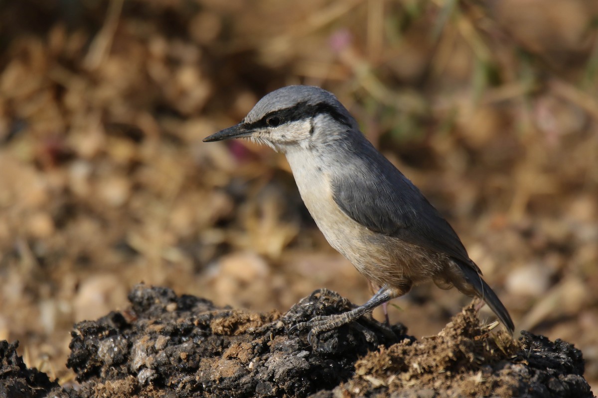 Western Rock Nuthatch - ML463964491