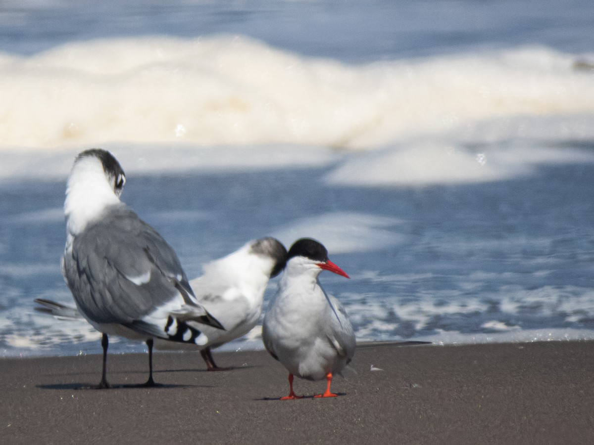 South American Tern - ML463964551