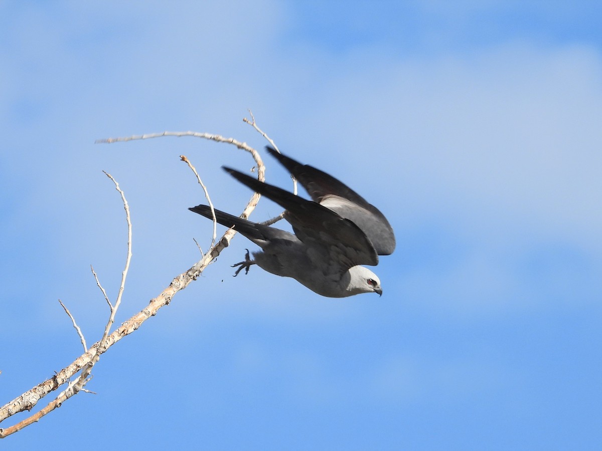 Mississippi Kite - ML463965061