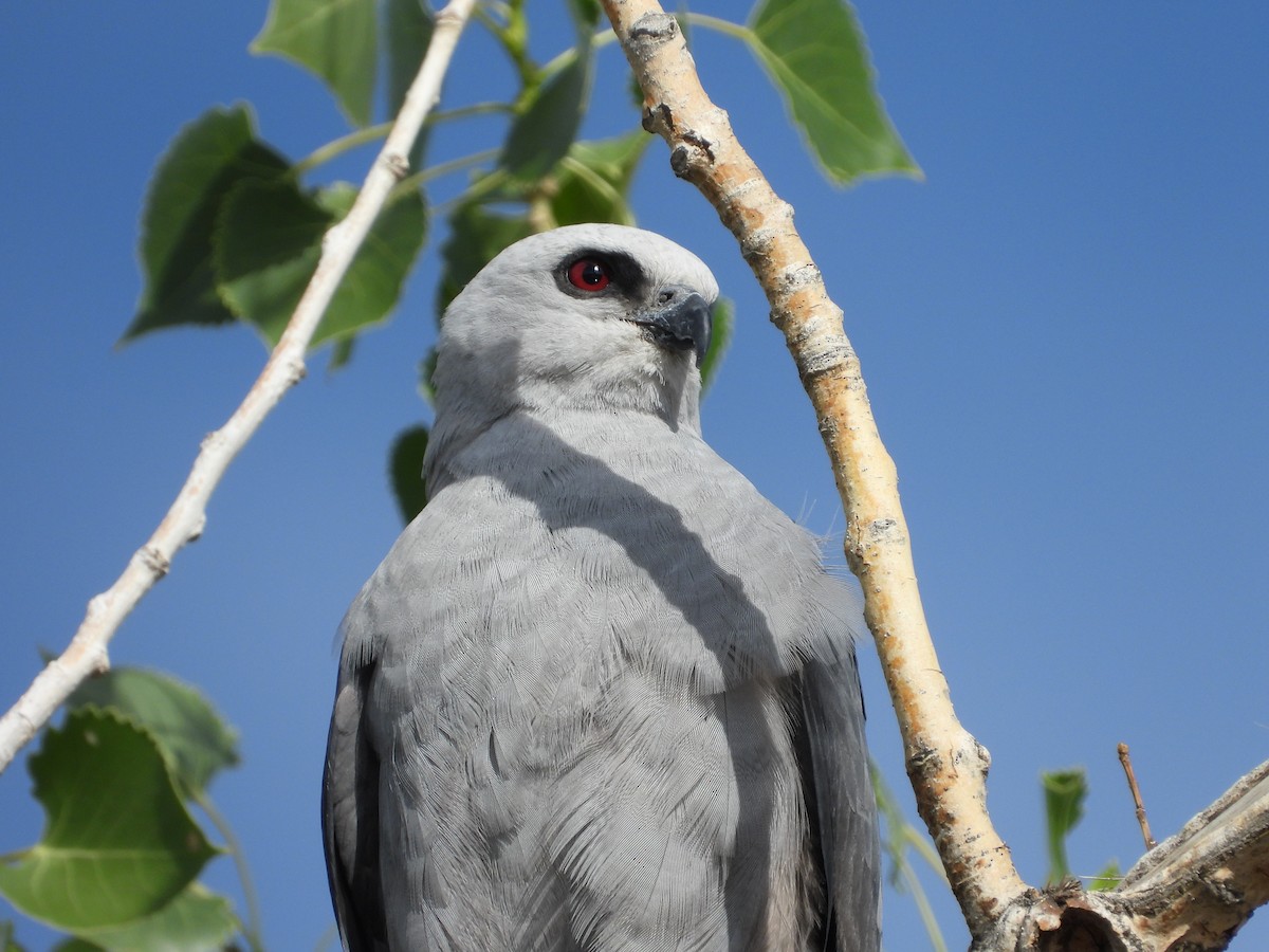 Mississippi Kite - ML463965121