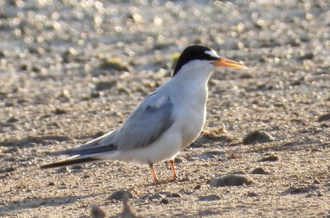 Least Tern - Christopher Daniels