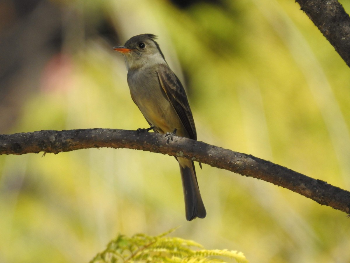 Greater Pewee (Mexican) - ML463967301