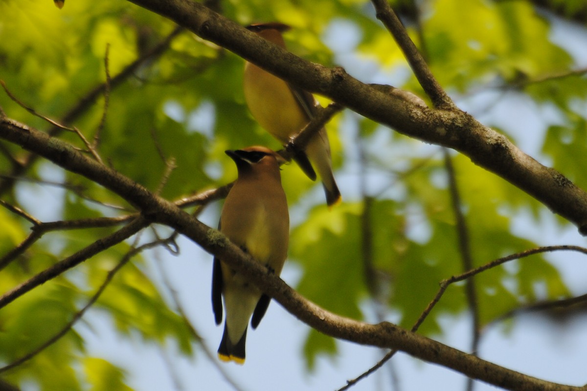 Cedar Waxwing - ML463968881