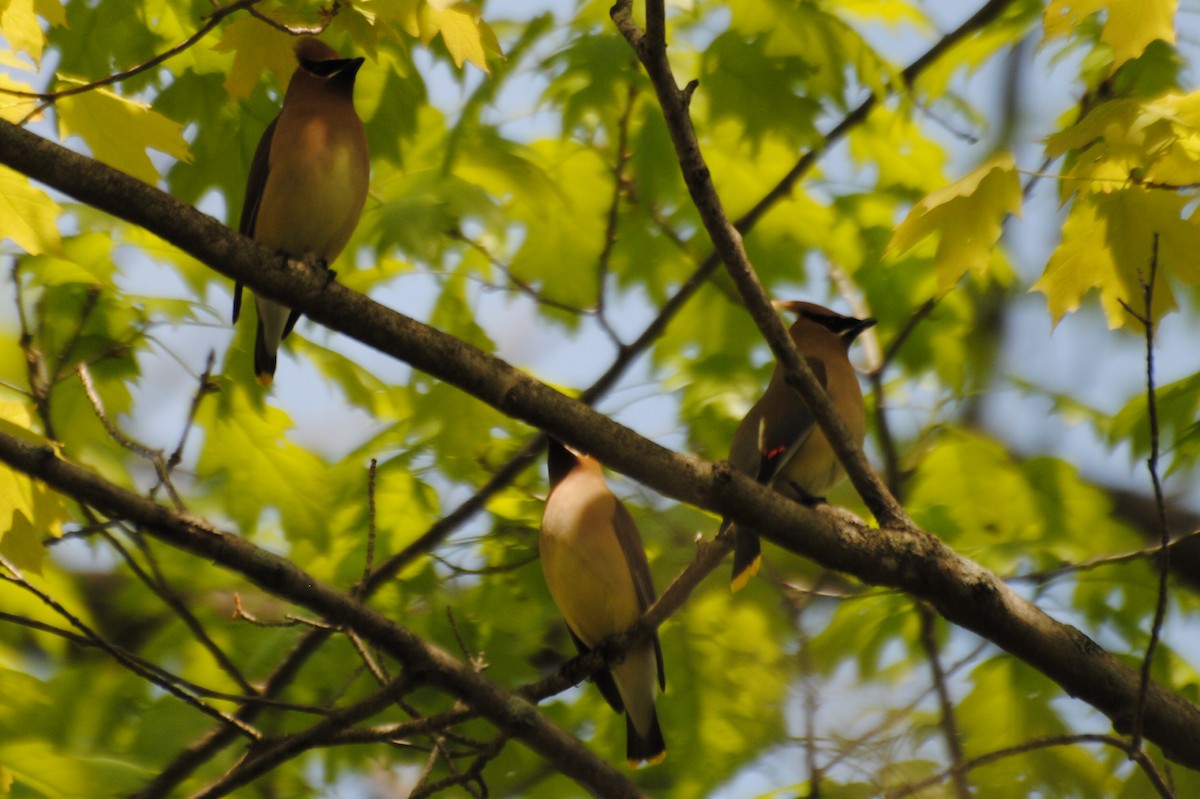 Cedar Waxwing - ML463968901