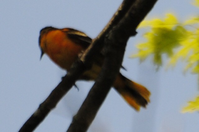 Baltimore Oriole - ML463969281