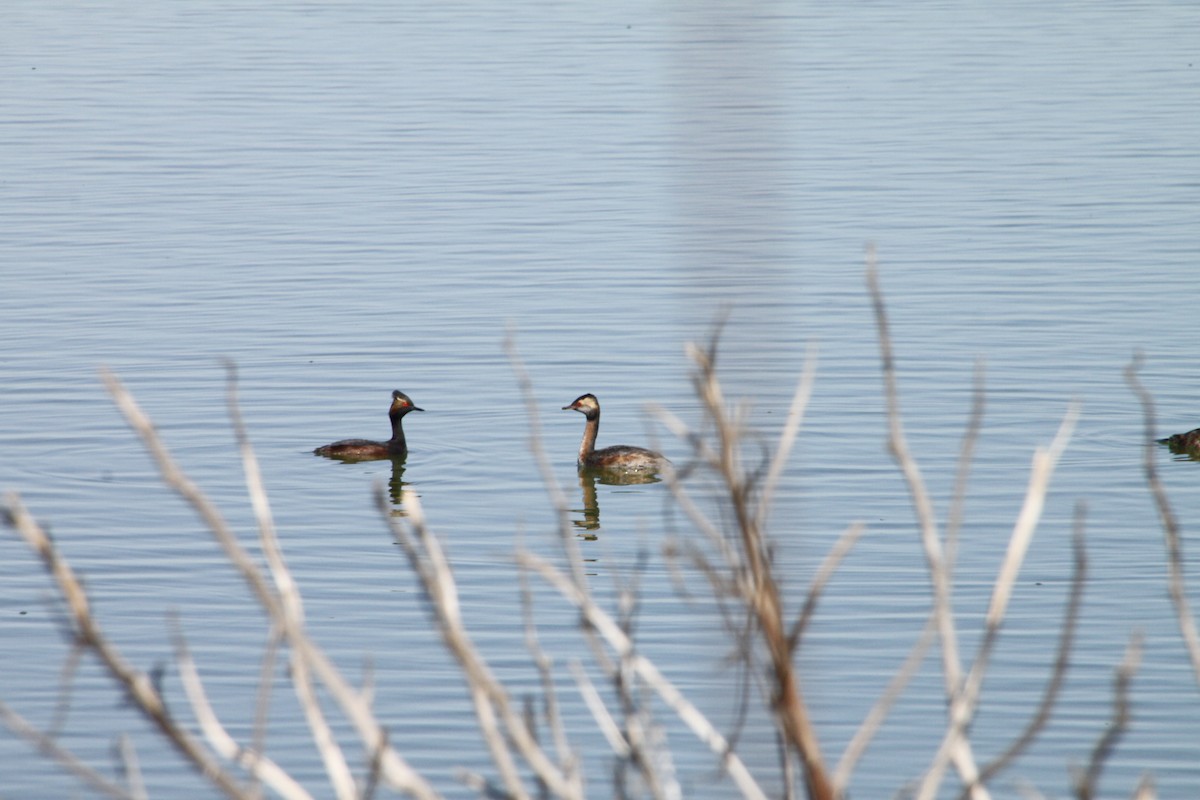 Horned Grebe - Dane Fagundes