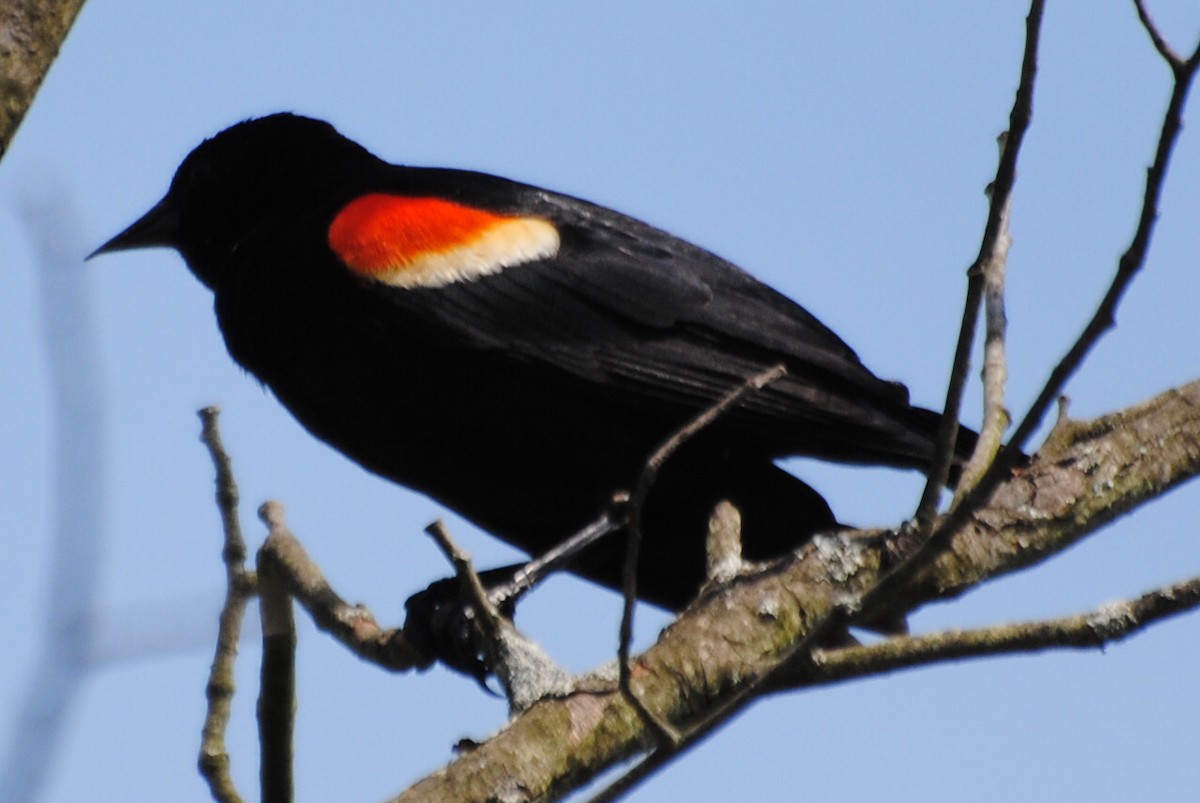 Red-winged Blackbird - ML463969681