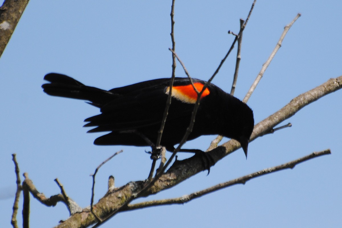 Red-winged Blackbird - ML463969731