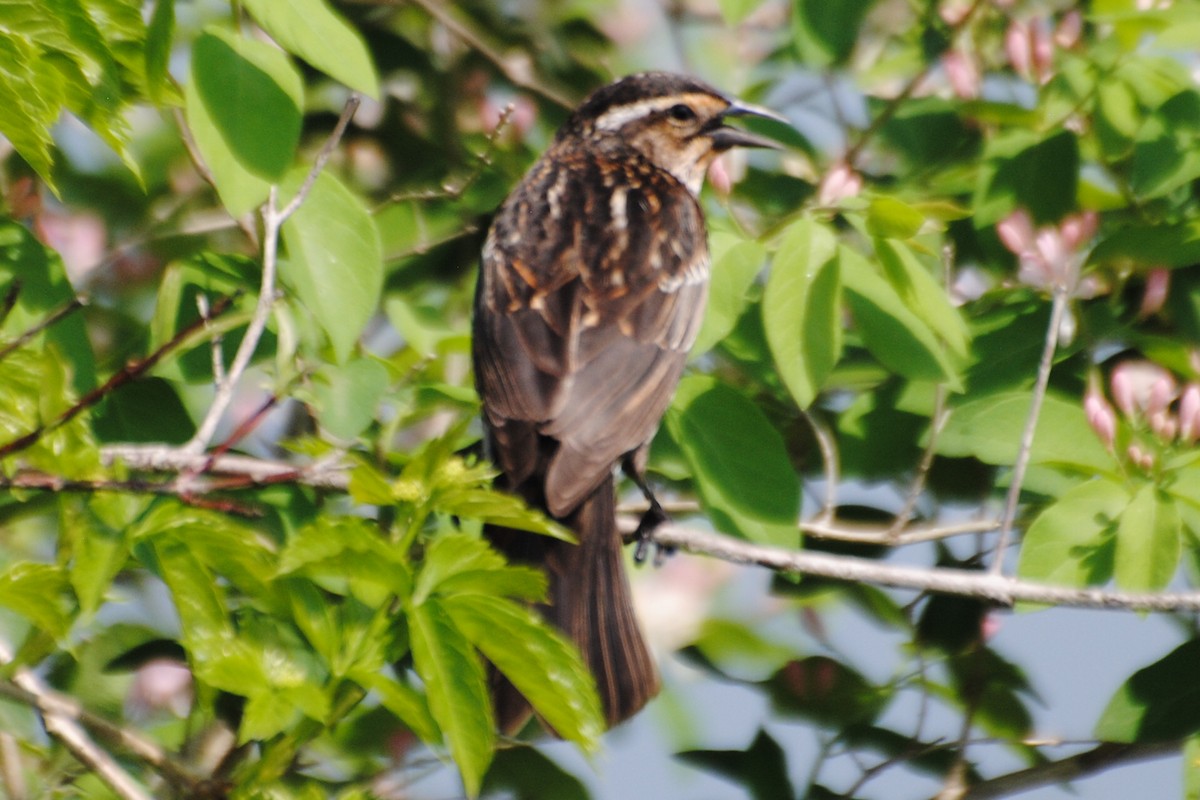 Red-winged Blackbird - ML463969781