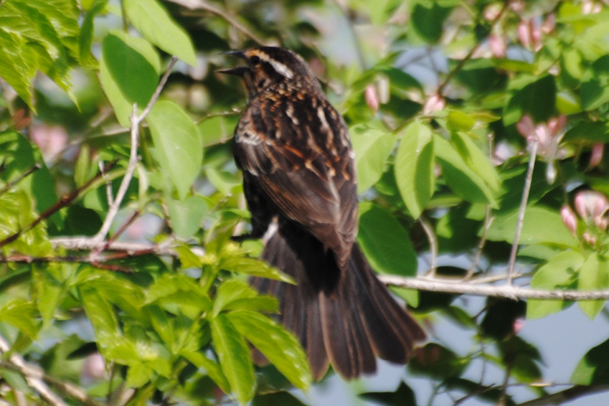 Red-winged Blackbird - ML463969791