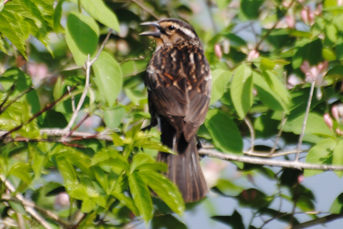 Red-winged Blackbird - ML463969821