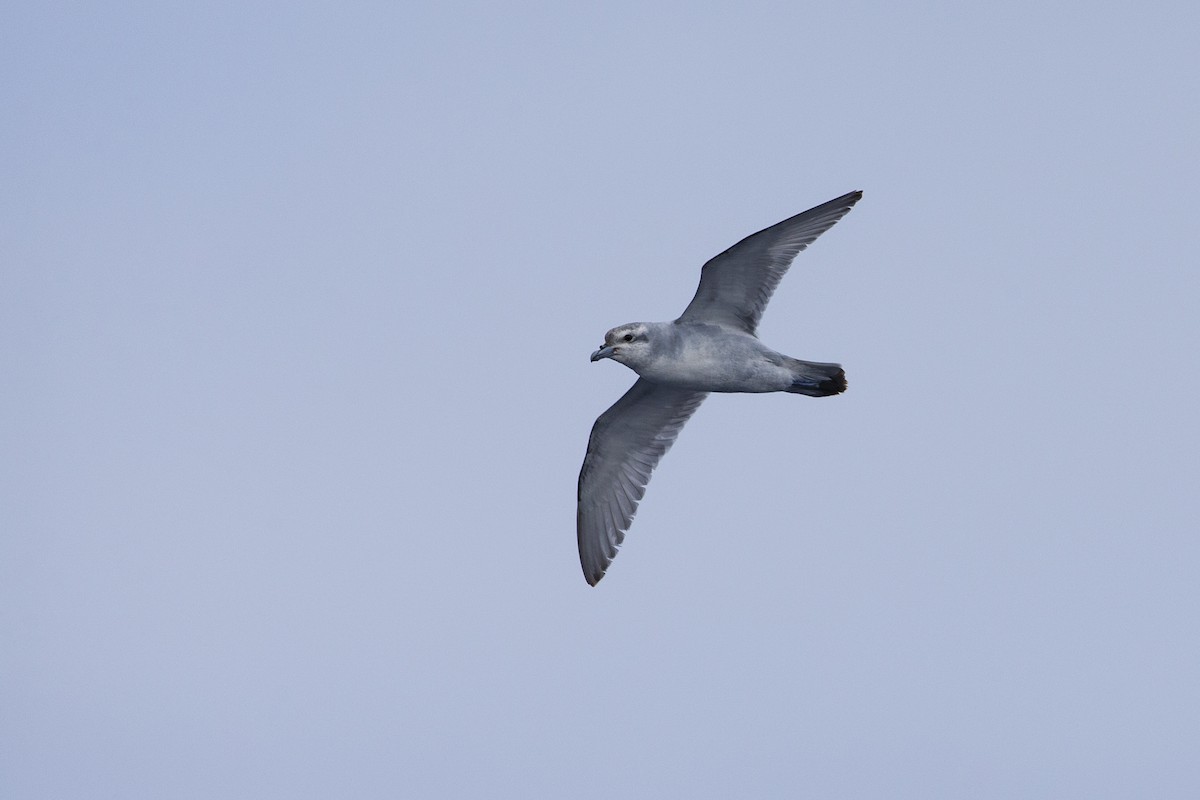 Fulmar Prion - ML463970241