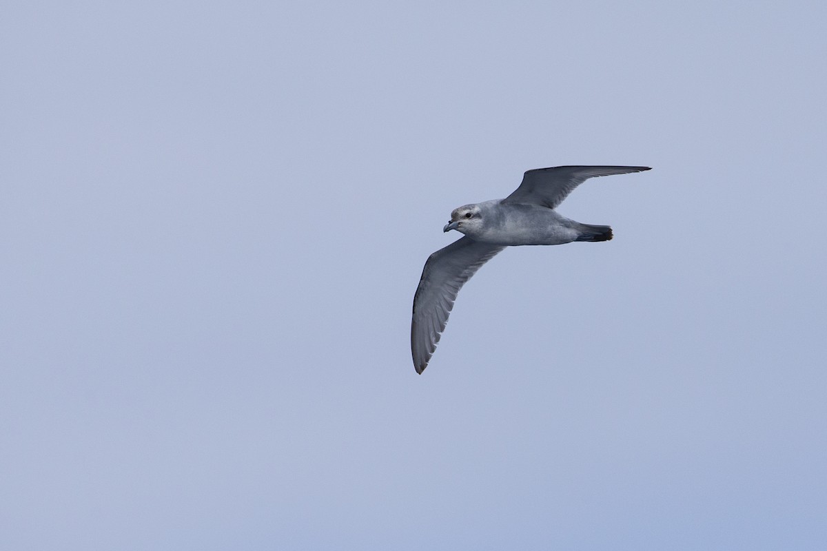 Fulmar Prion - ML463970261