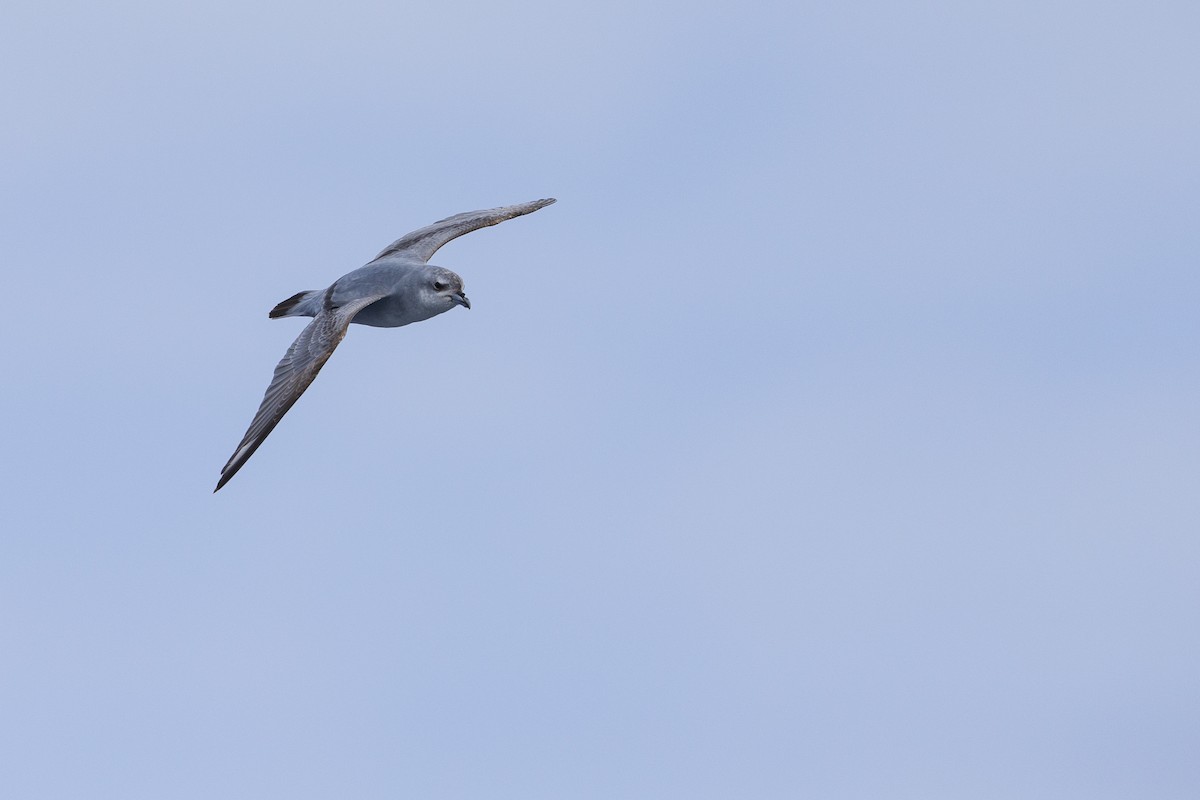 Fulmar Prion - ML463970271