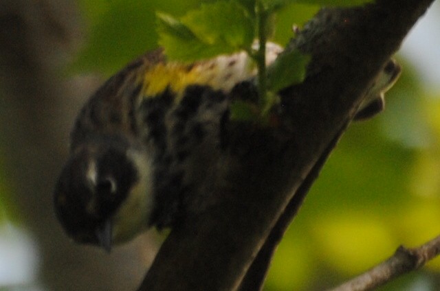 Yellow-rumped Warbler (Myrtle) - ML463971271